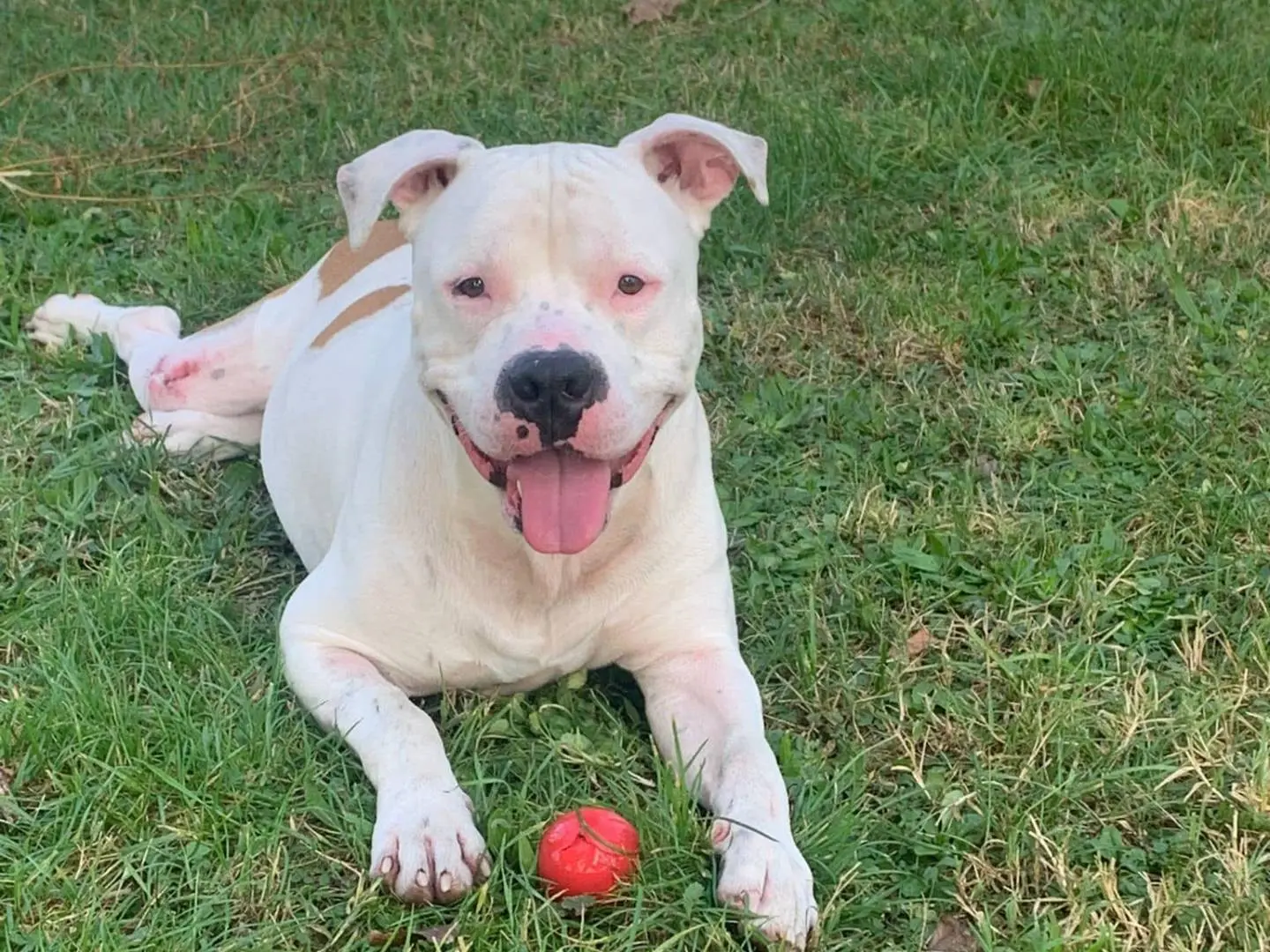 Adotta un cane, maschio, 5 anni e 5 mesi, Modena