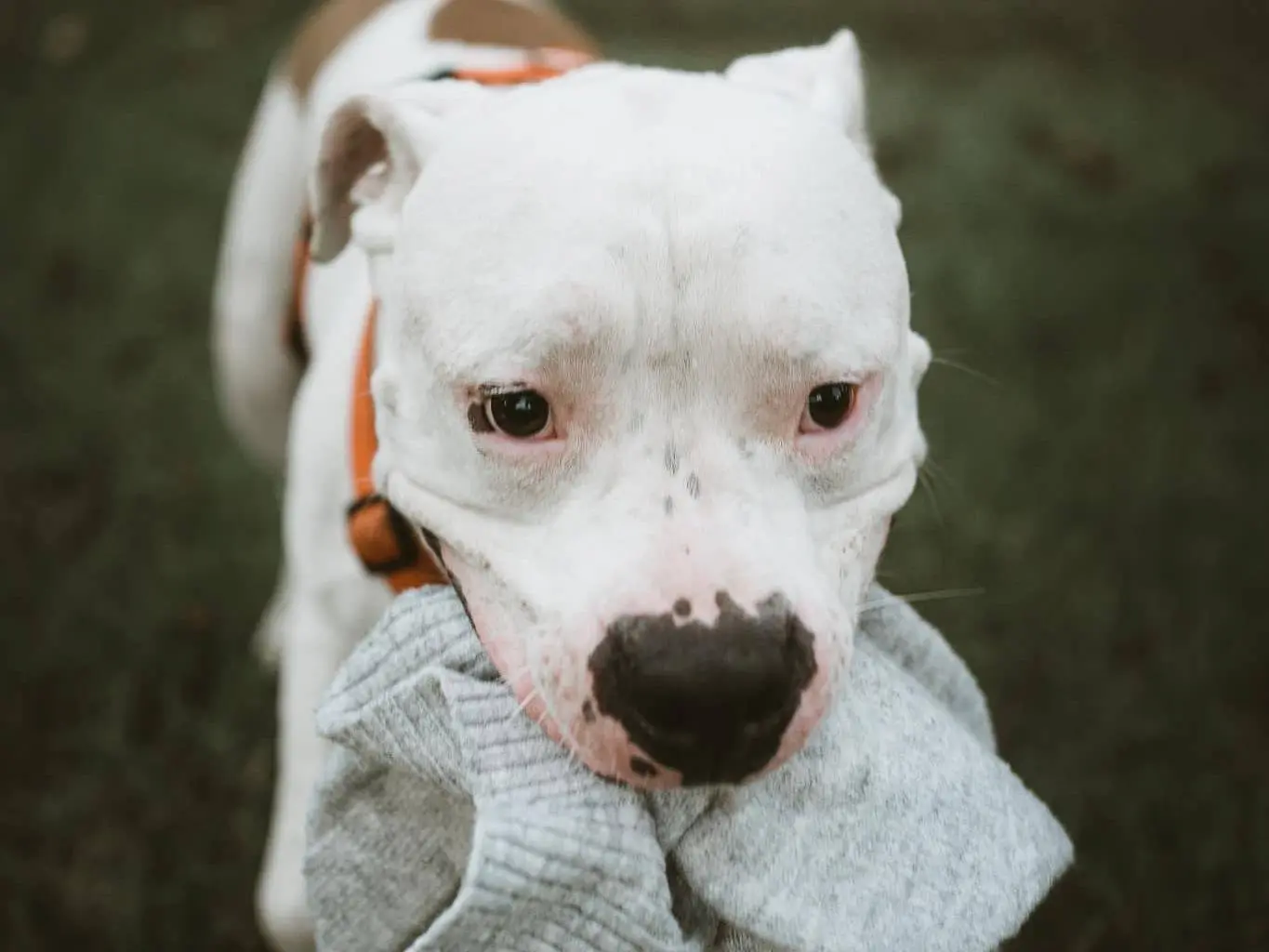 Adotta il cane ROCCO a Modena