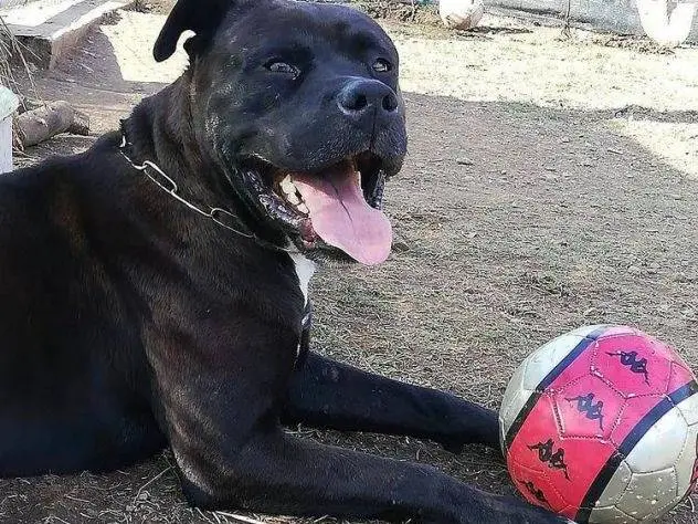 Foto 3 dell'animale