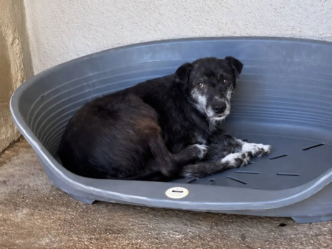 Adotta un cane, maschio, 9 anni e 11 mesi, Avellino