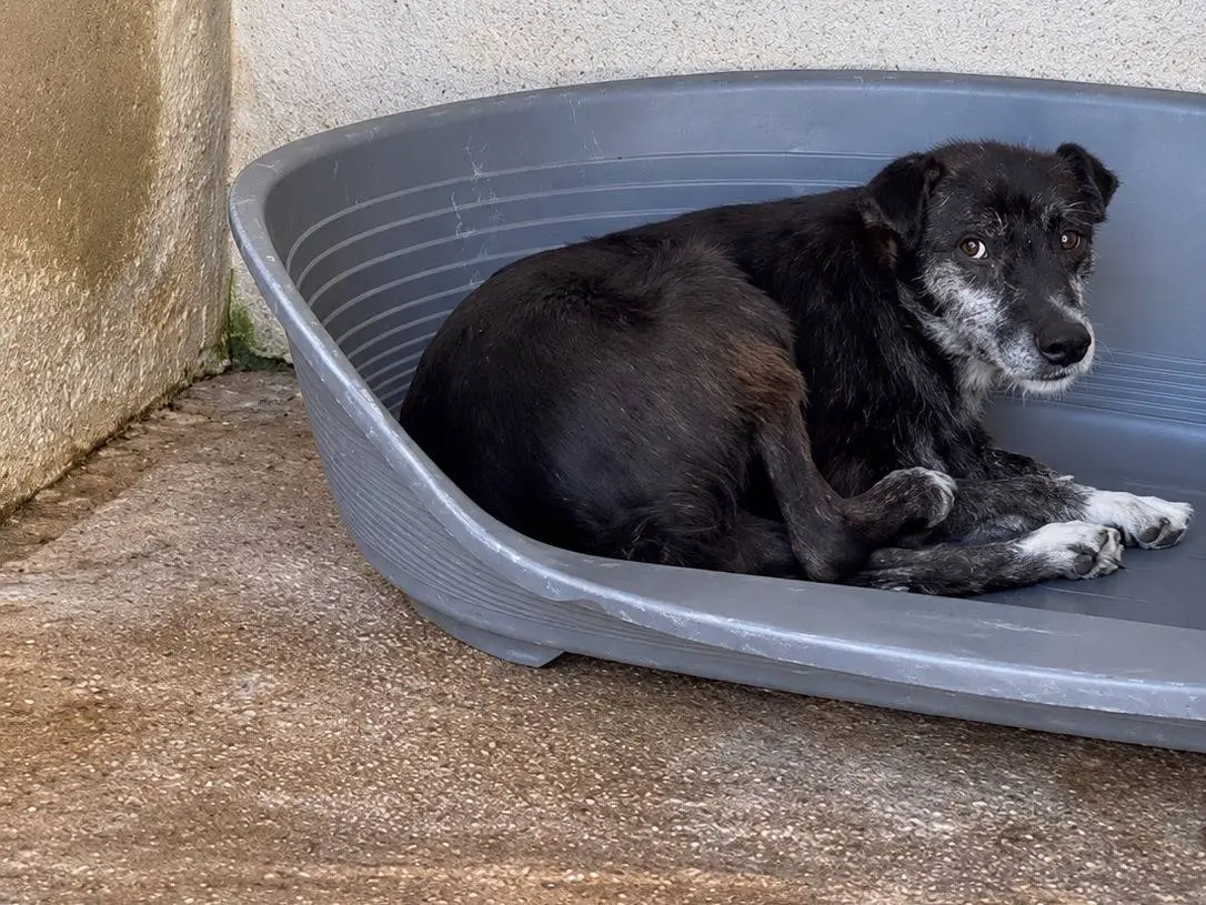Adotta un cane, taglia media contenuta, maschio, Avellino