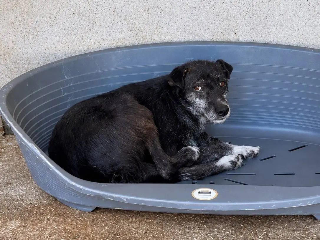 Adozione cane, maschio, Razza sconosciuta Razza sconosciuta, 9 anni e 11 mesi, taglia media contenuta, Avellino