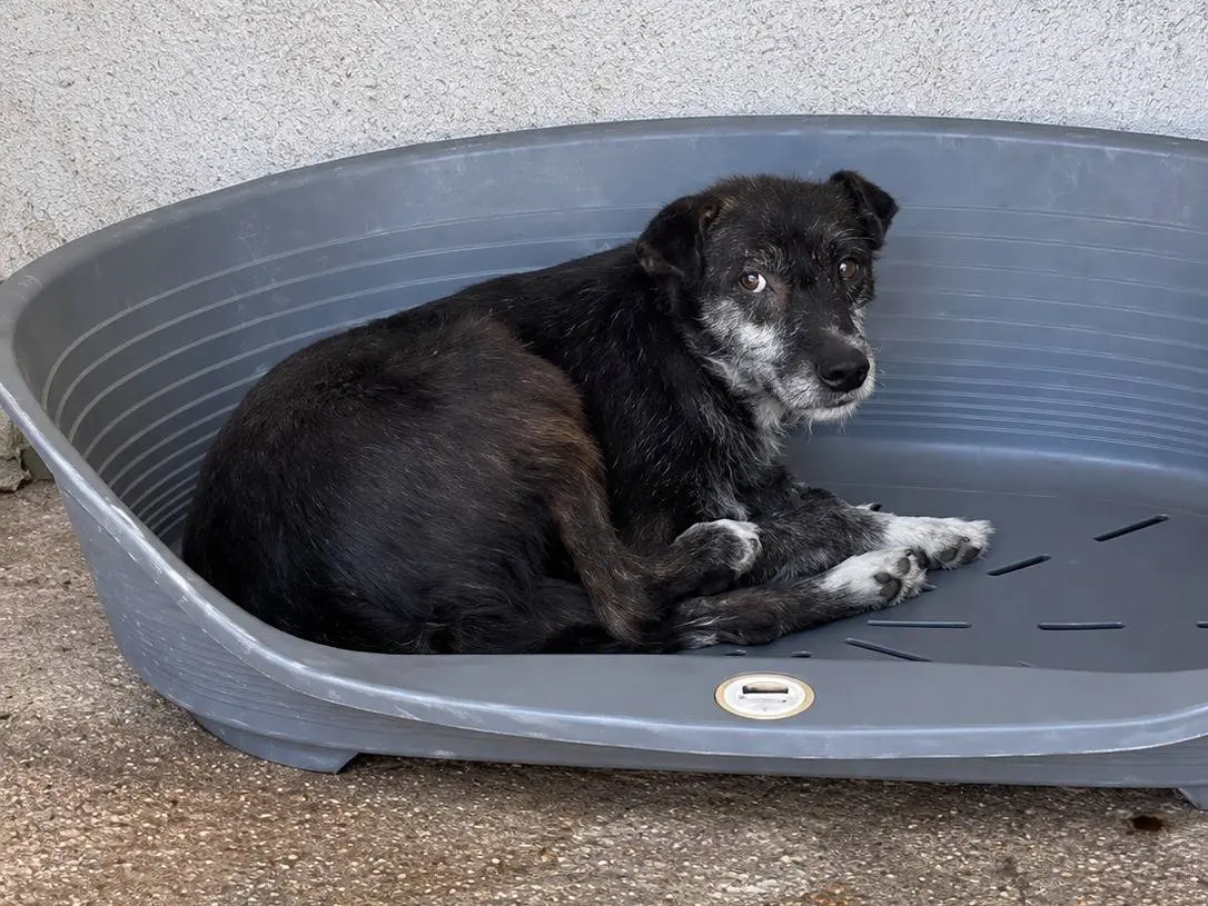 Vuoi adottare un cane a Avellino?