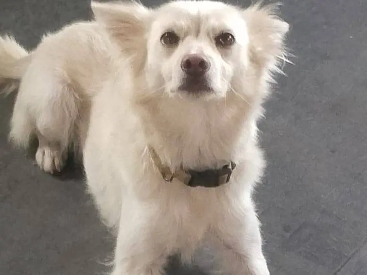 Adozione cane, femmina, Razza sconosciuta Razza sconosciuta, 2 anni e 11 mesi, taglia piccola, Milano