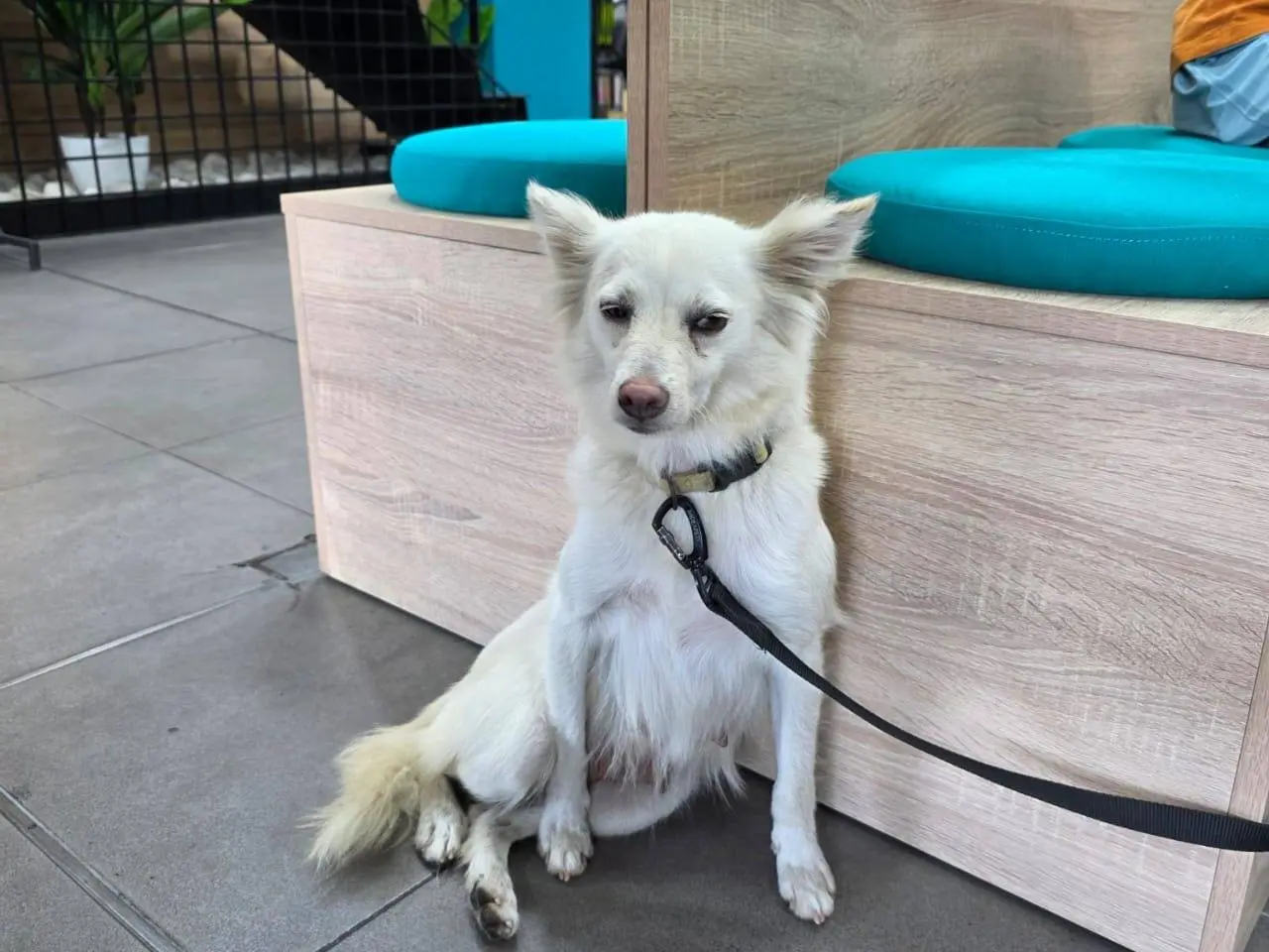 Adotta un cane, femmina, 2 anni e 11 mesi, Milano
