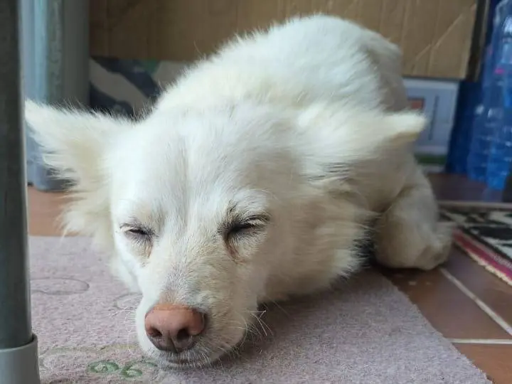 Adotta un cane, taglia piccola, femmina, Milano