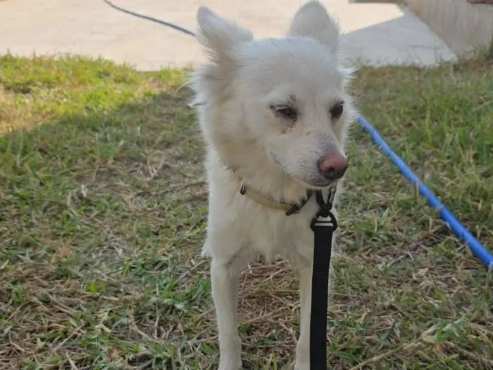Adotta il cane Pepper a Milano