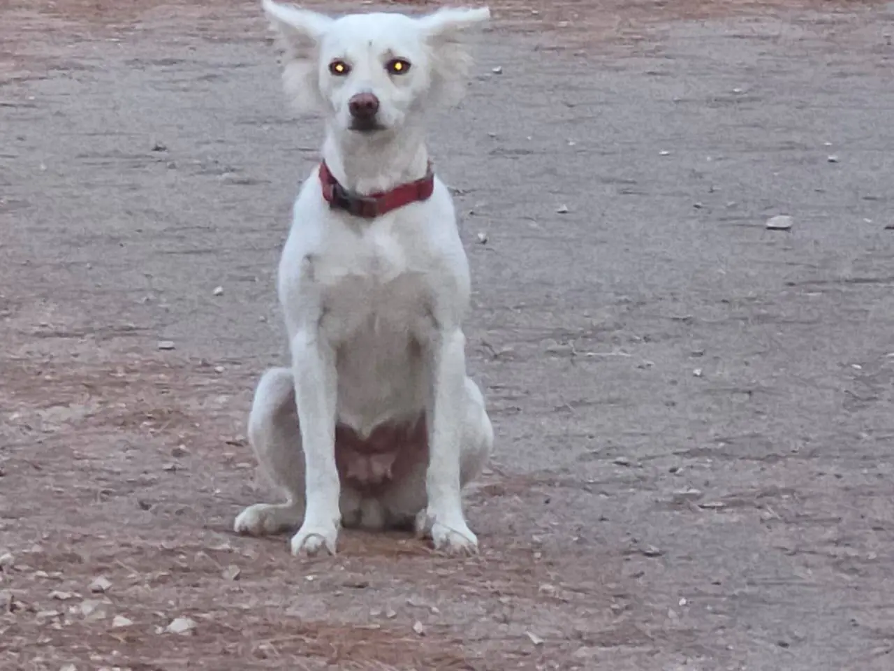 Vuoi adottare un cane a Milano?