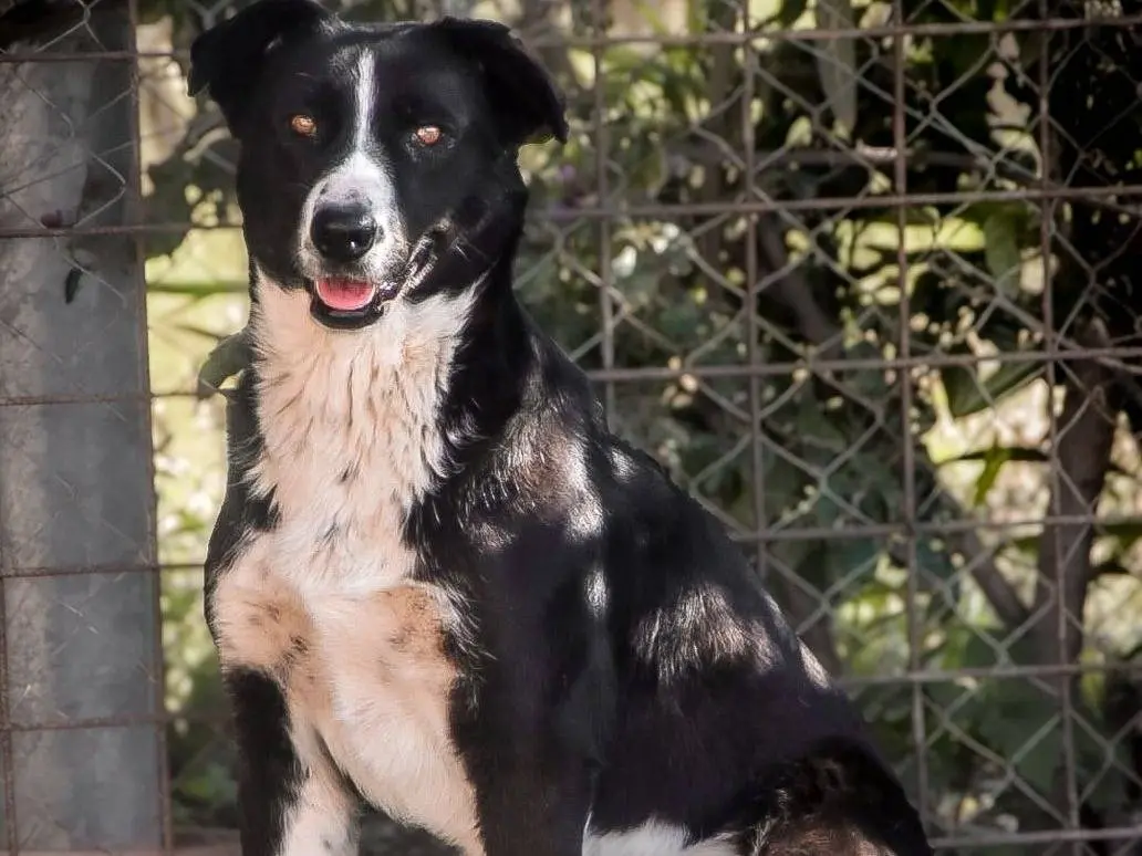 Adozione cane, femmina, Razza sconosciuta Razza sconosciuta, 5 anni e 3 mesi, taglia media contenuta, Crotone