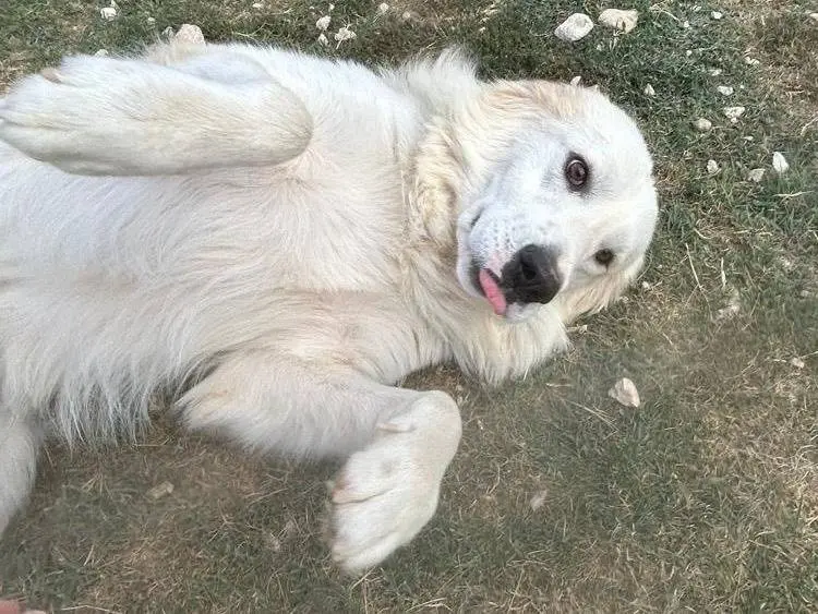 Adotta un cane, maschio, 4 anni e 3 mesi, Matera