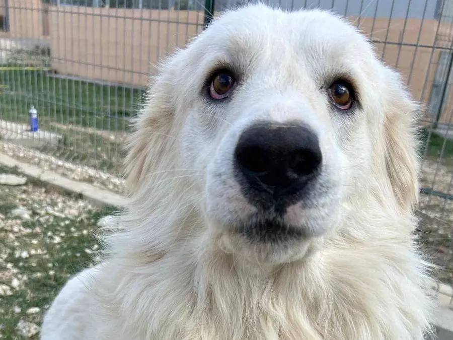 Adozione cane, maschio, Pastore maremmano Razza sconosciuta, 4 anni e 3 mesi, taglia grande, Matera
