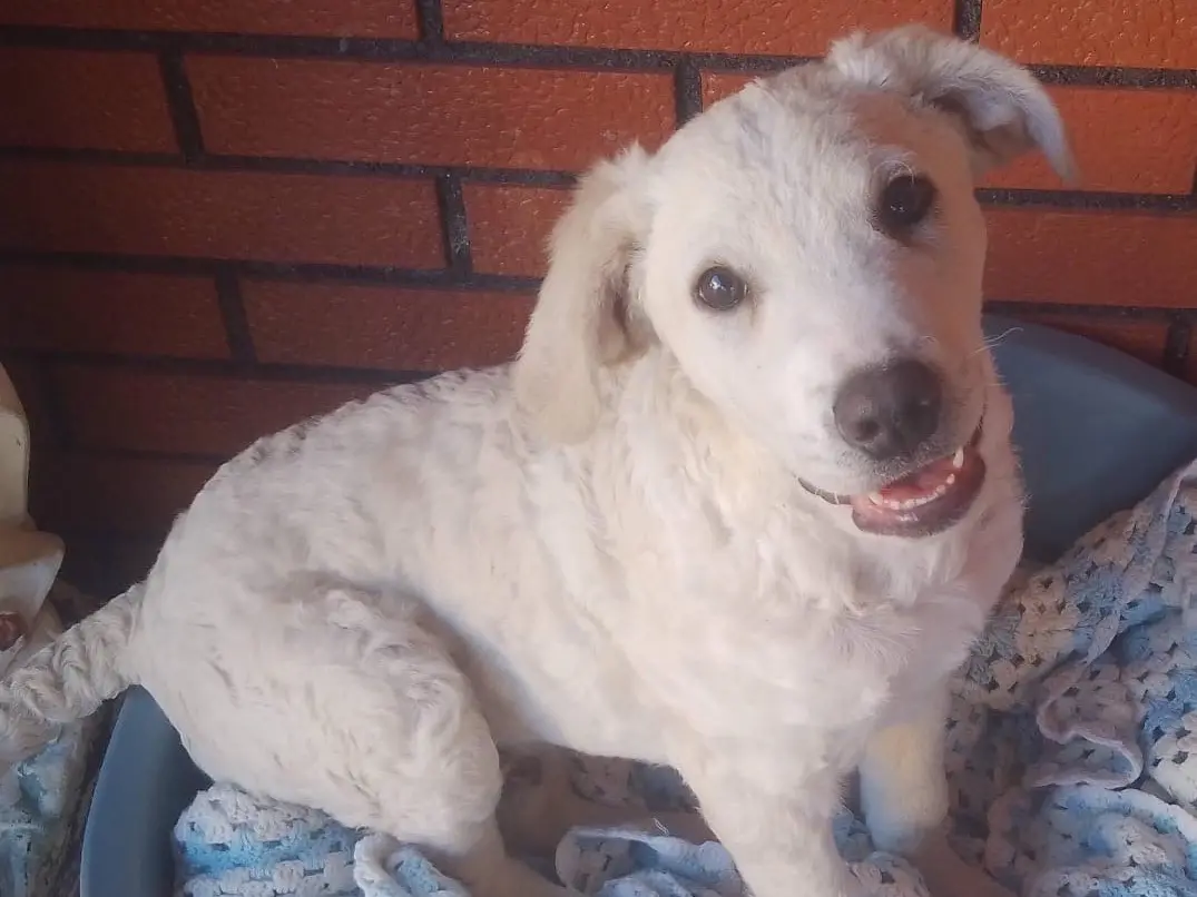 Adotta un cane, maschio, 2 anni e 1 mese, Catania
