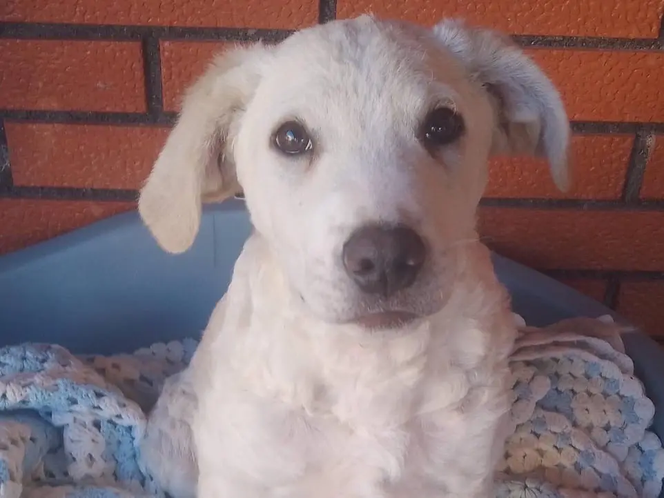 Adotta un cane, taglia grande, maschio, Catania