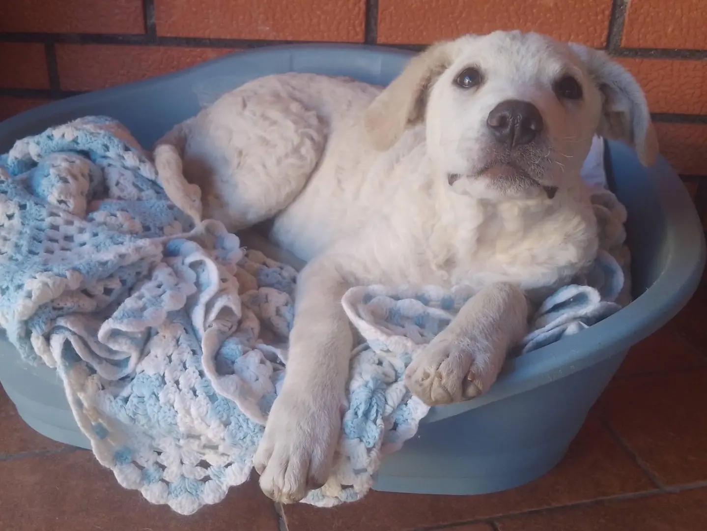 Adozione cane, maschio, Razza sconosciuta Razza sconosciuta, 2 anni e 1 mese, taglia grande, Catania
