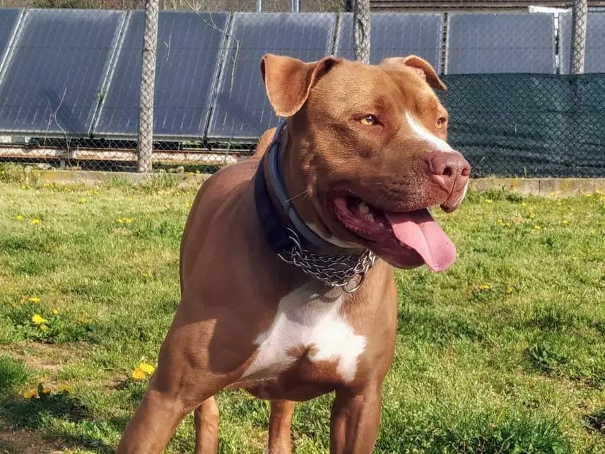 Adotta un cane, maschio, 9 anni e 9 mesi, Genova