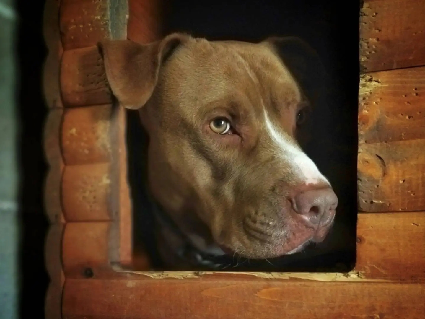 Adotta un cane, taglia grande, maschio, Genova