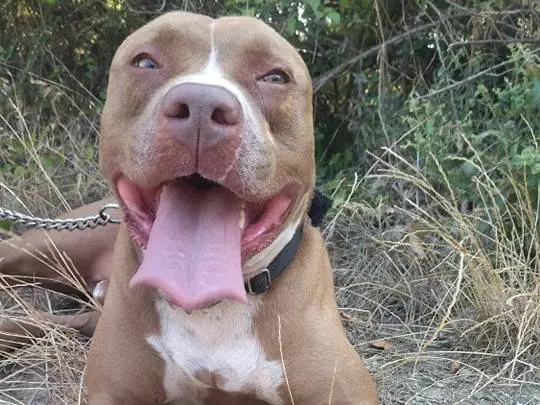 Adozione cane, maschio, Pitbull, 9 anni e 9 mesi, taglia grande, Genova