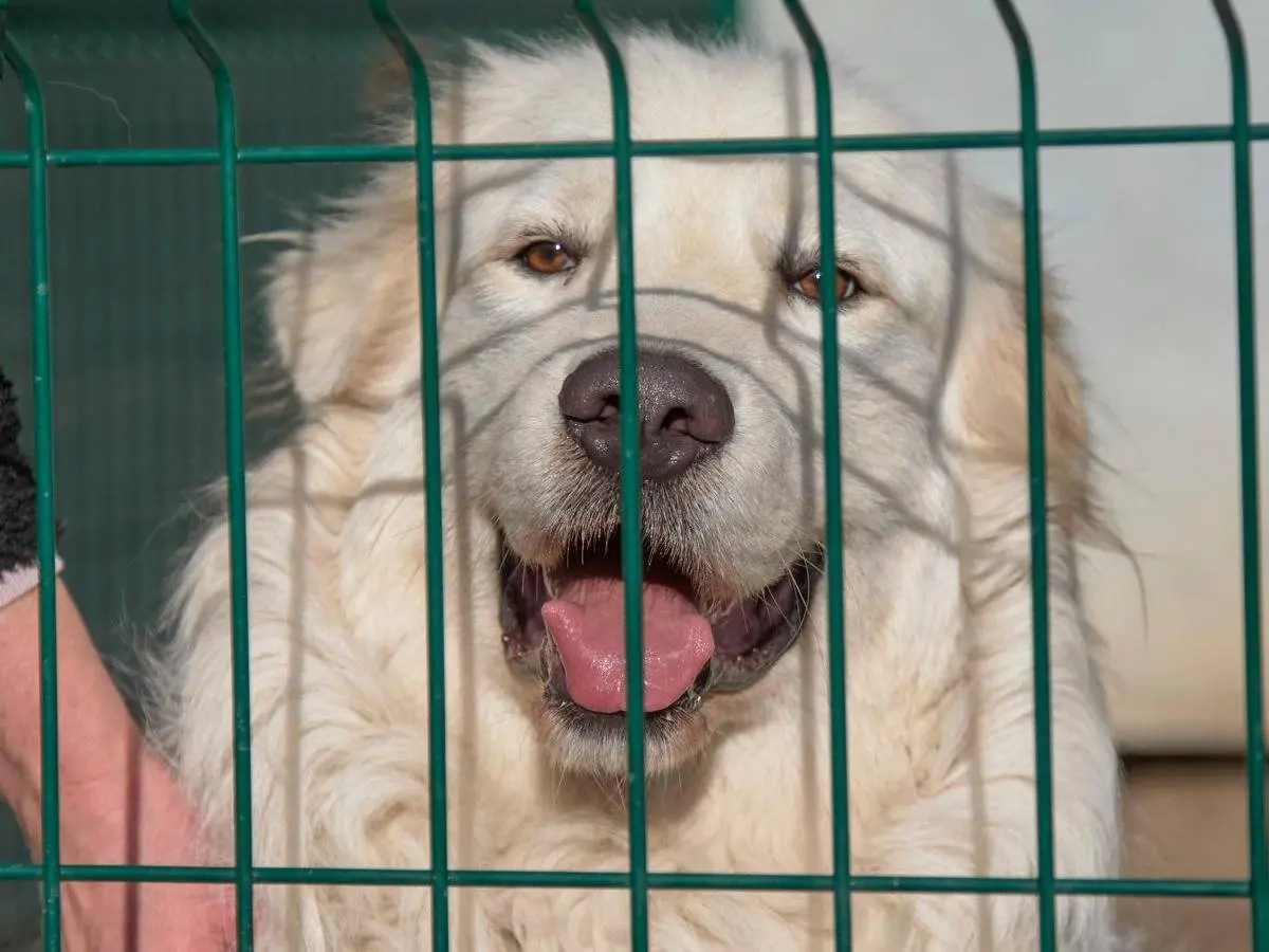Adotta il cane KIRO  a Verona