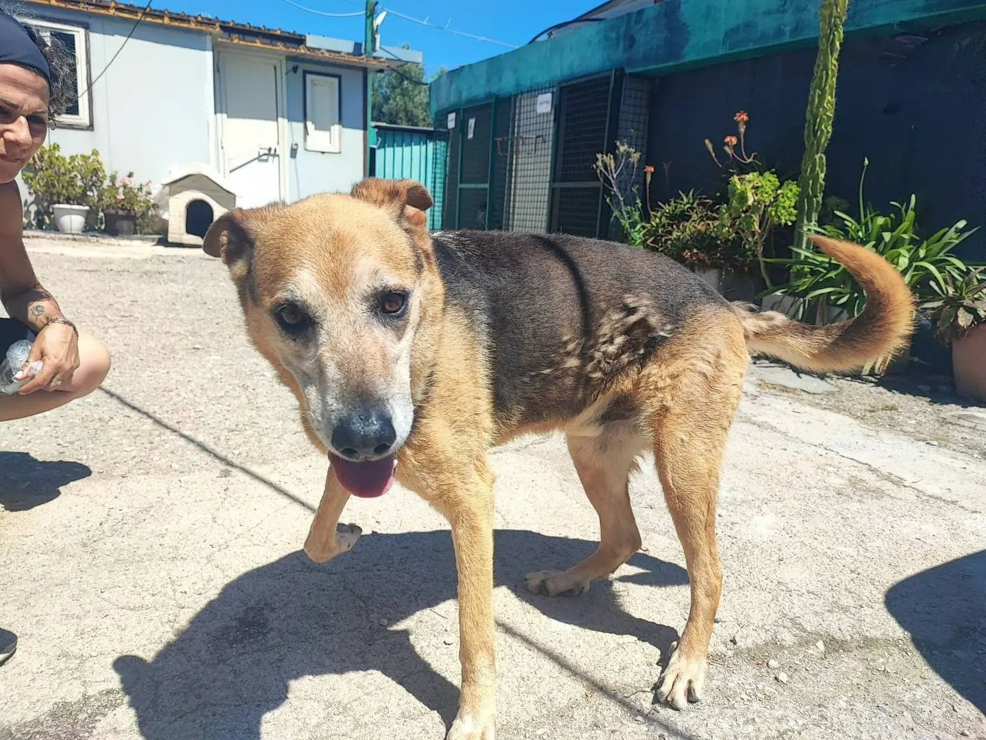 Adozione cane, maschio, Pastore tedesco Razza sconosciuta, 10 anni e 4 mesi, taglia grande, Napoli