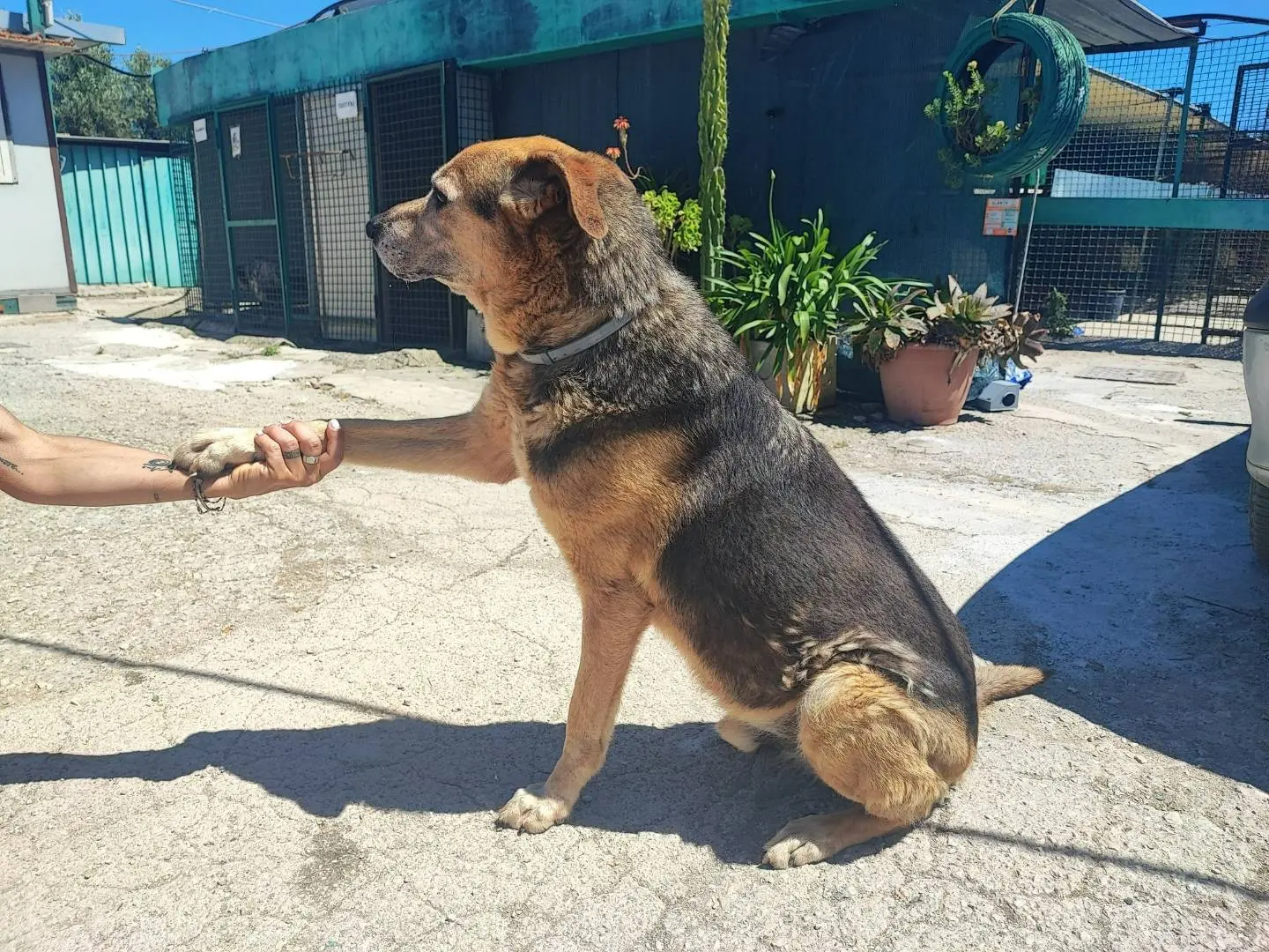 Vuoi adottare un cane a Napoli?