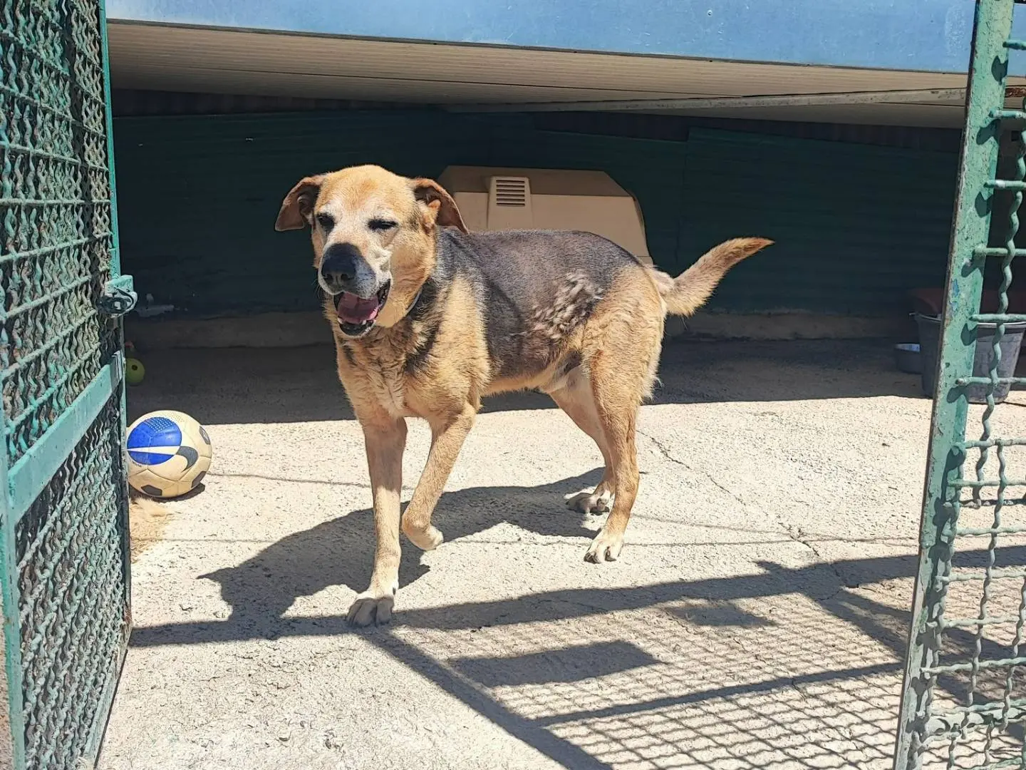 Adotta un cane, maschio, 10 anni e 4 mesi, Napoli