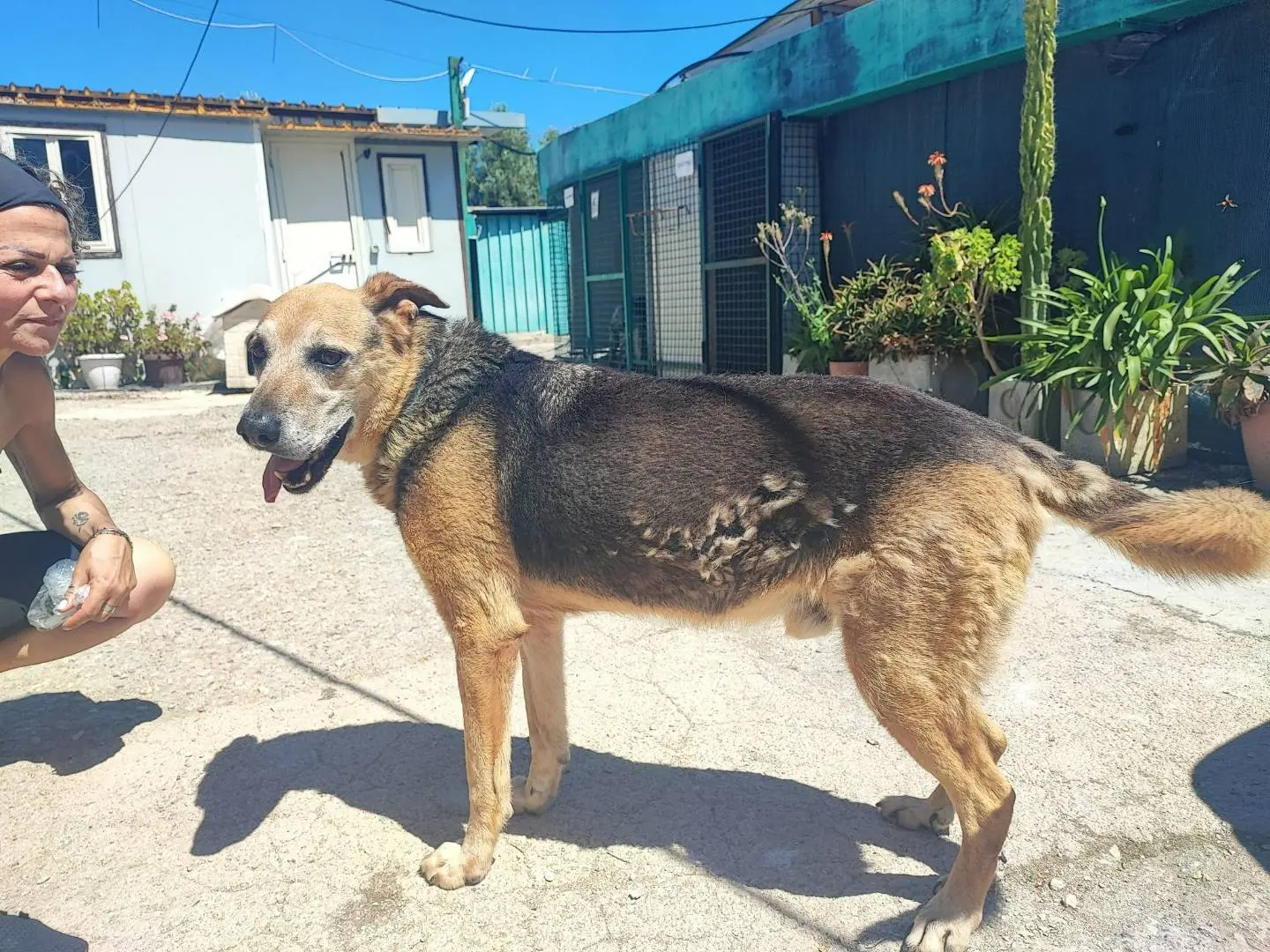 Adotta un cane, taglia grande, maschio, Napoli