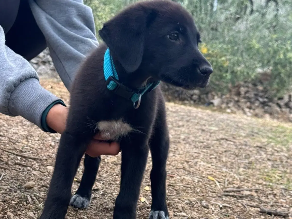 Vuoi adottare un cane a Bari?