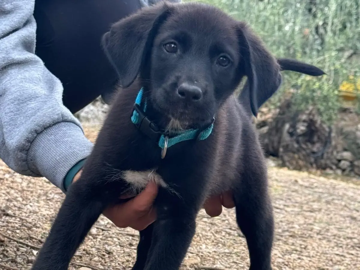 Adotta un cane, taglia media, maschio, Bari