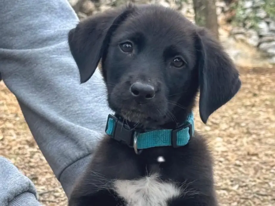 Adozione cane, maschio, Razza sconosciuta Razza sconosciuta, 2 mesi, taglia media, Bari