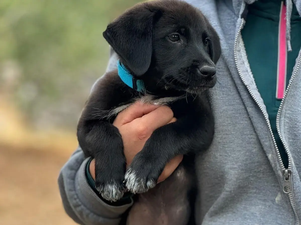 Adotta un cane, maschio, 2 mesi, Bari