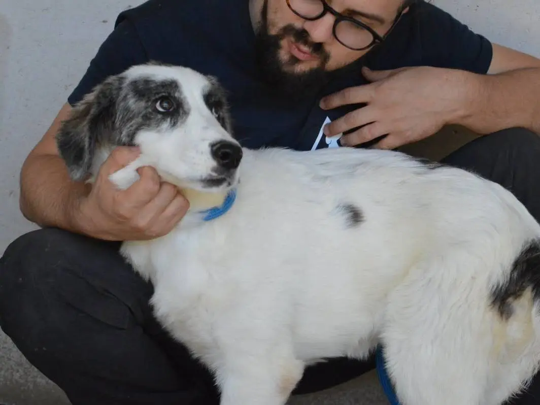 Adotta un cane, femmina, 4 mesi, Roma