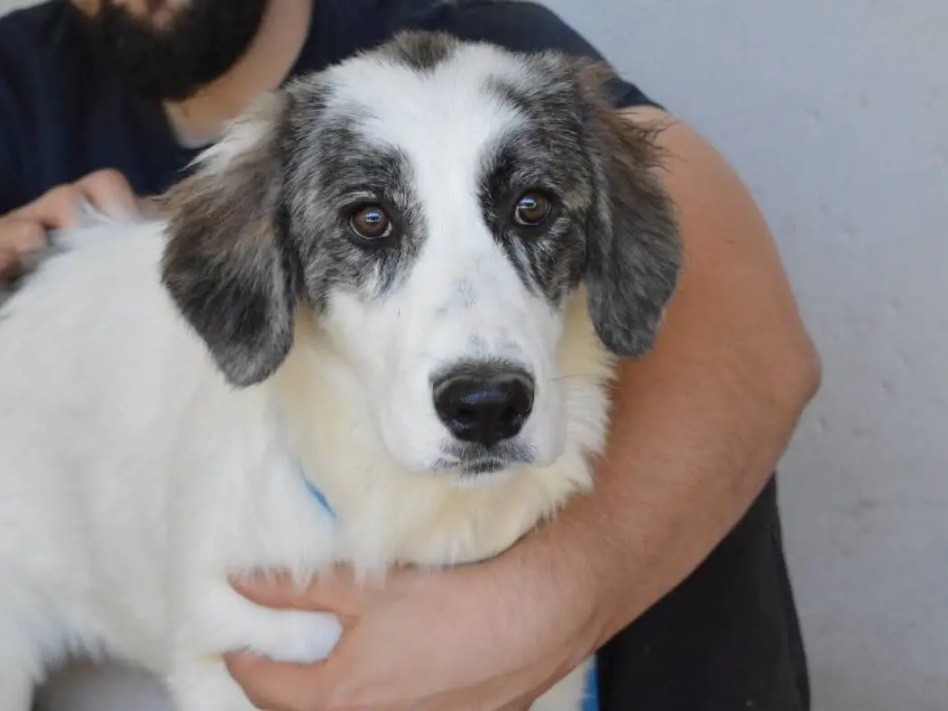 Adozione cane, femmina, Pastore maremmano Razza sconosciuta, 4 mesi, taglia grande, Roma