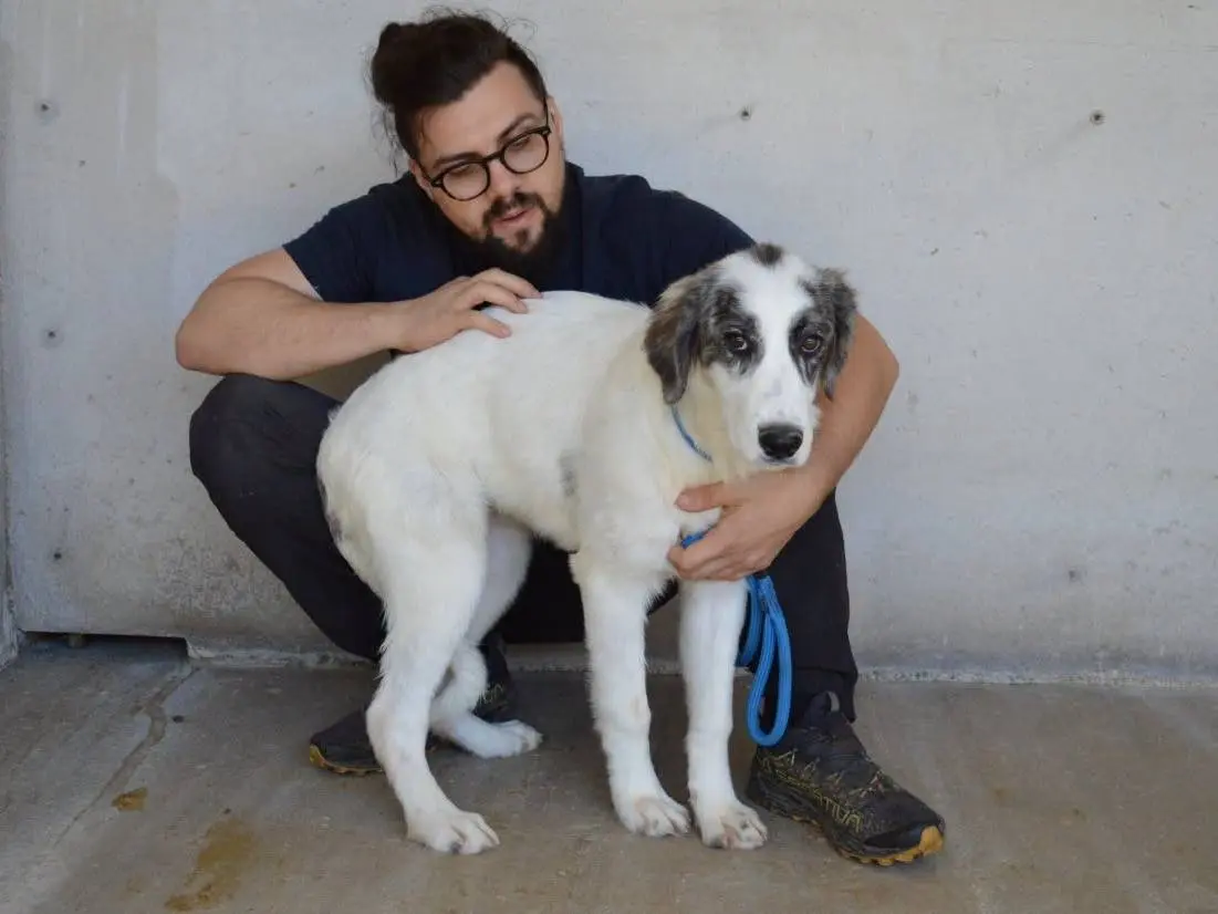 Adotta un cane, taglia grande, femmina, Roma