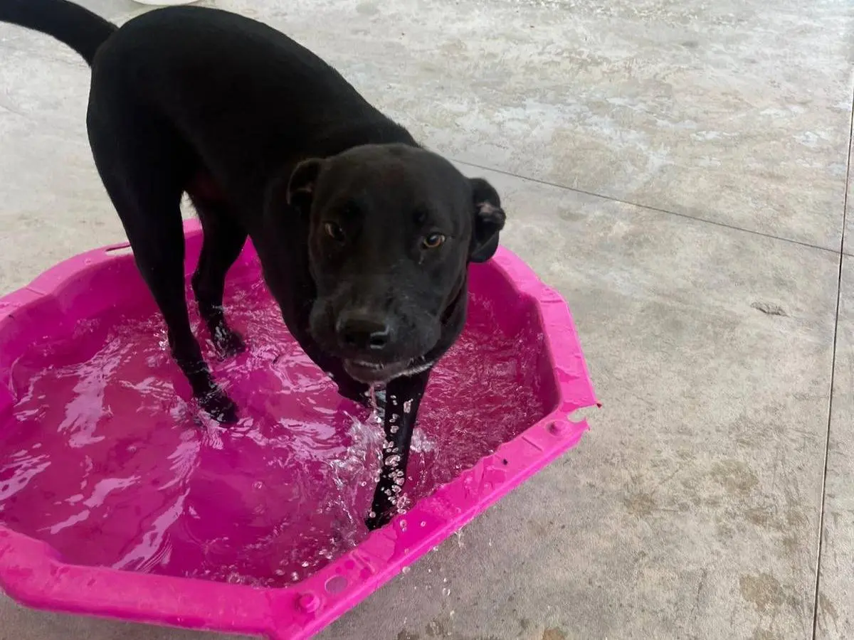 Adotta un cane, taglia media, maschio, Latina