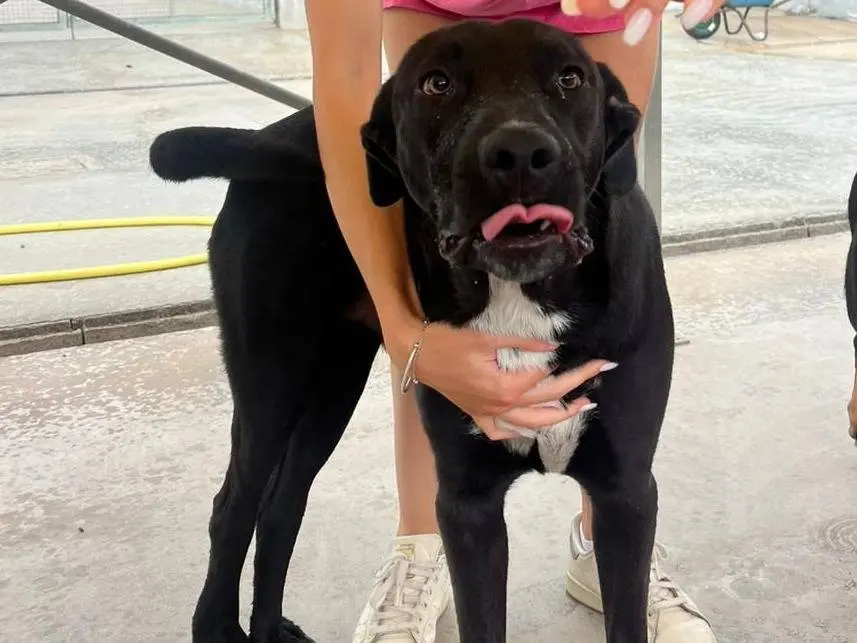 Adotta un cane, maschio, 4 anni e 4 mesi, Latina