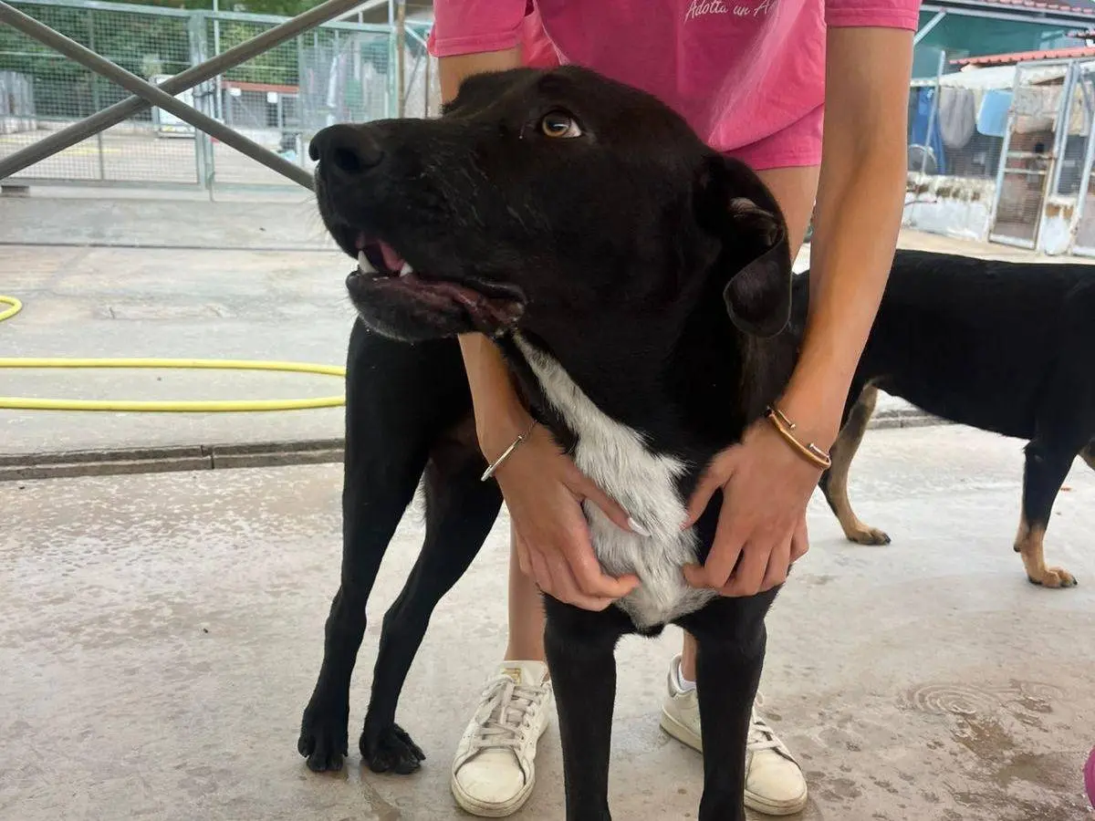 Adozione cane, maschio, Labrador Retriever Razza sconosciuta, 4 anni e 4 mesi, taglia media, Latina