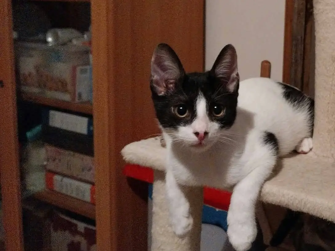 Adozione gatto, maschio, Razza sconosciuta Razza sconosciuta, 5 mesi, taglia non valida, Viterbo