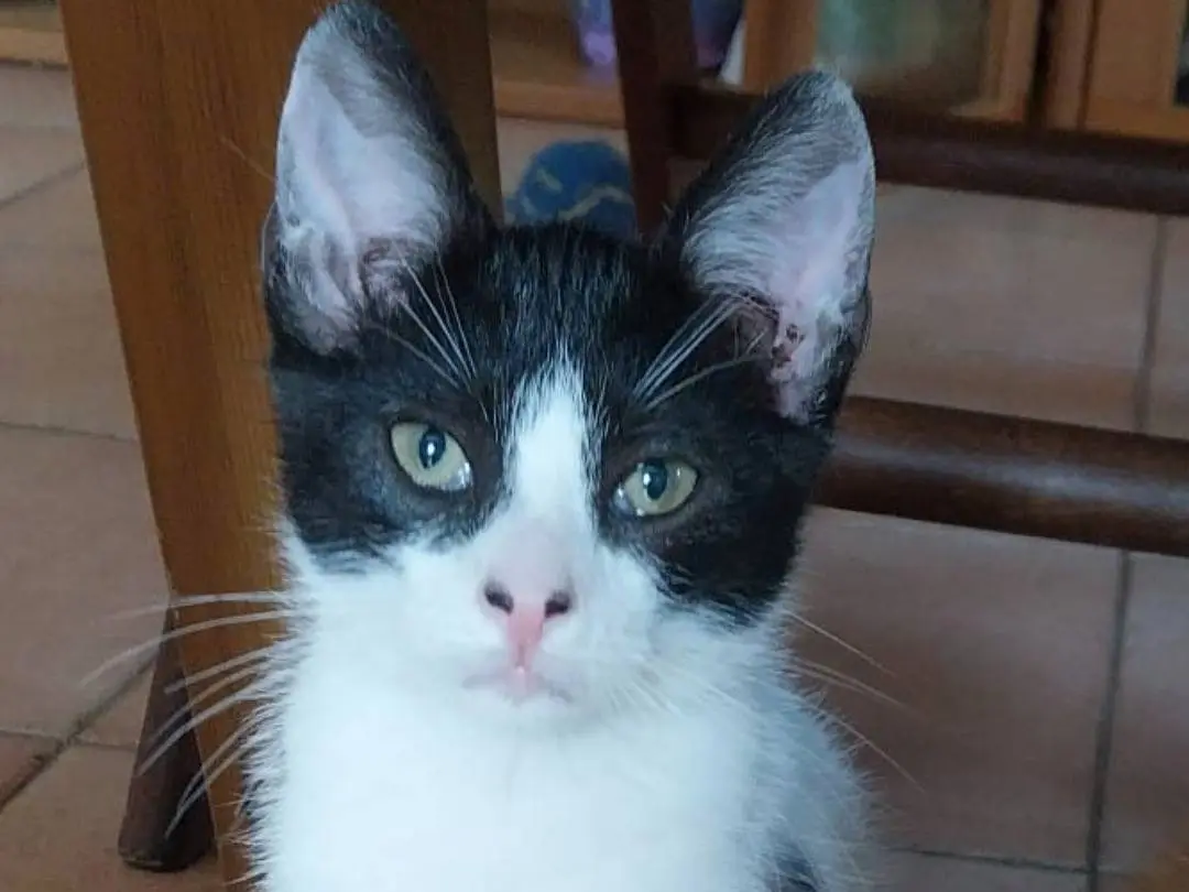 Adotta un gatto, maschio, 5 mesi, Viterbo