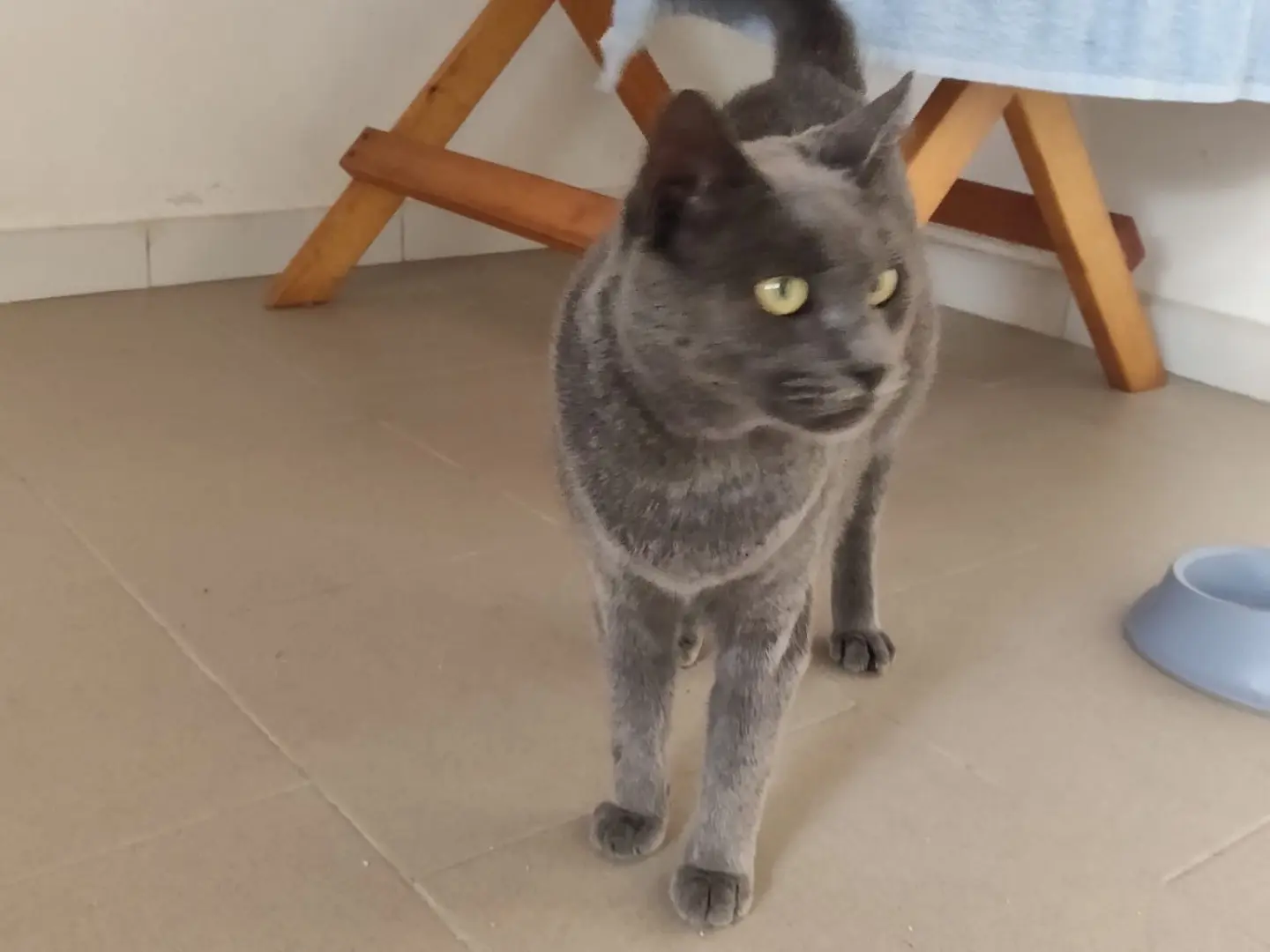 Vuoi adottare un gatto a Crotone?