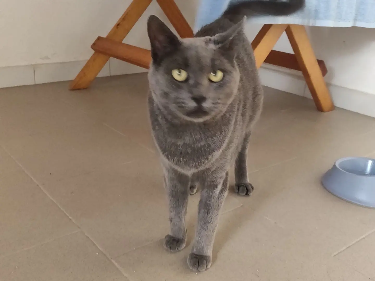 Adotta un gatto, taglia non valida, maschio, Crotone