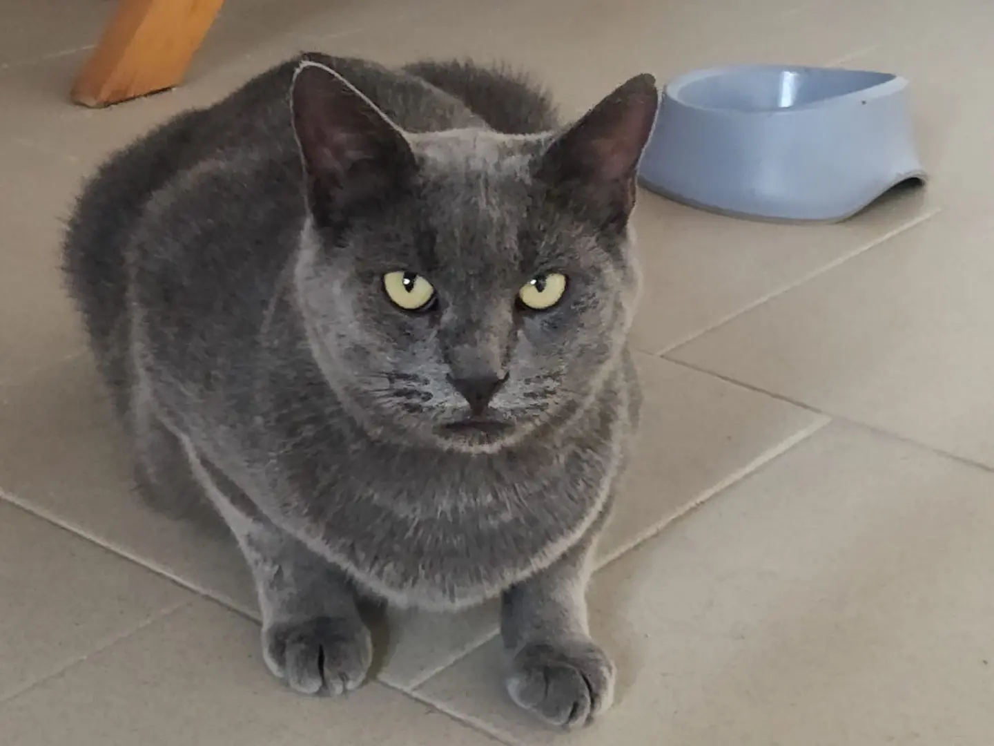 Adotta il gatto SANDOKAN a Crotone