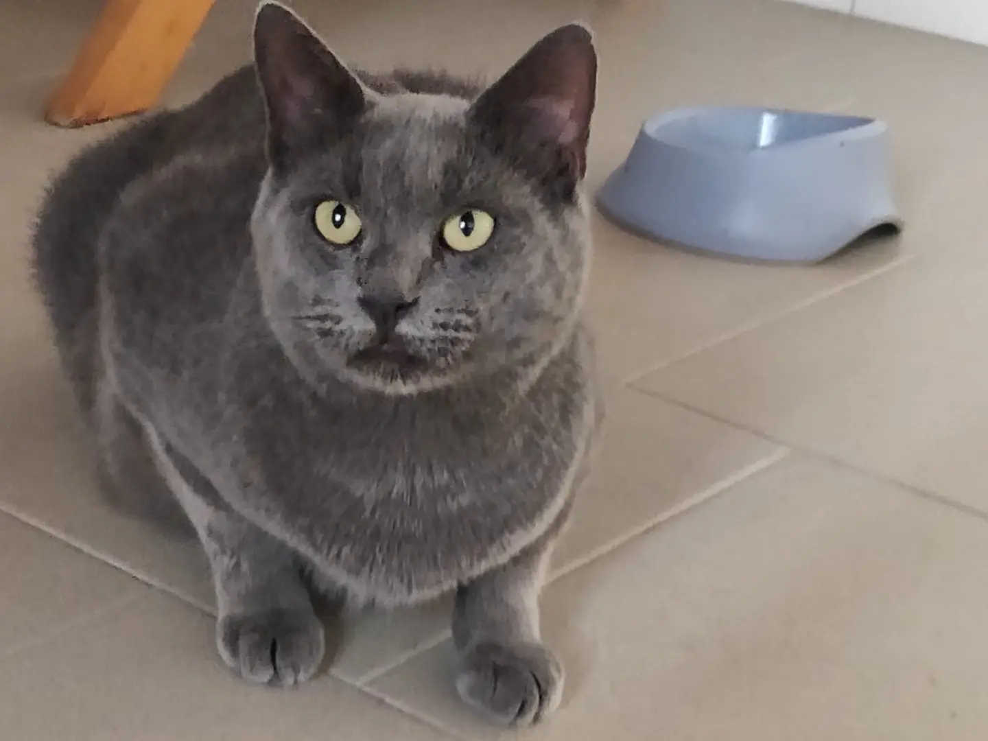Adozione gatto, maschio, Certosino Razza sconosciuta, 1 anno e 8 mesi, taglia non valida, Crotone