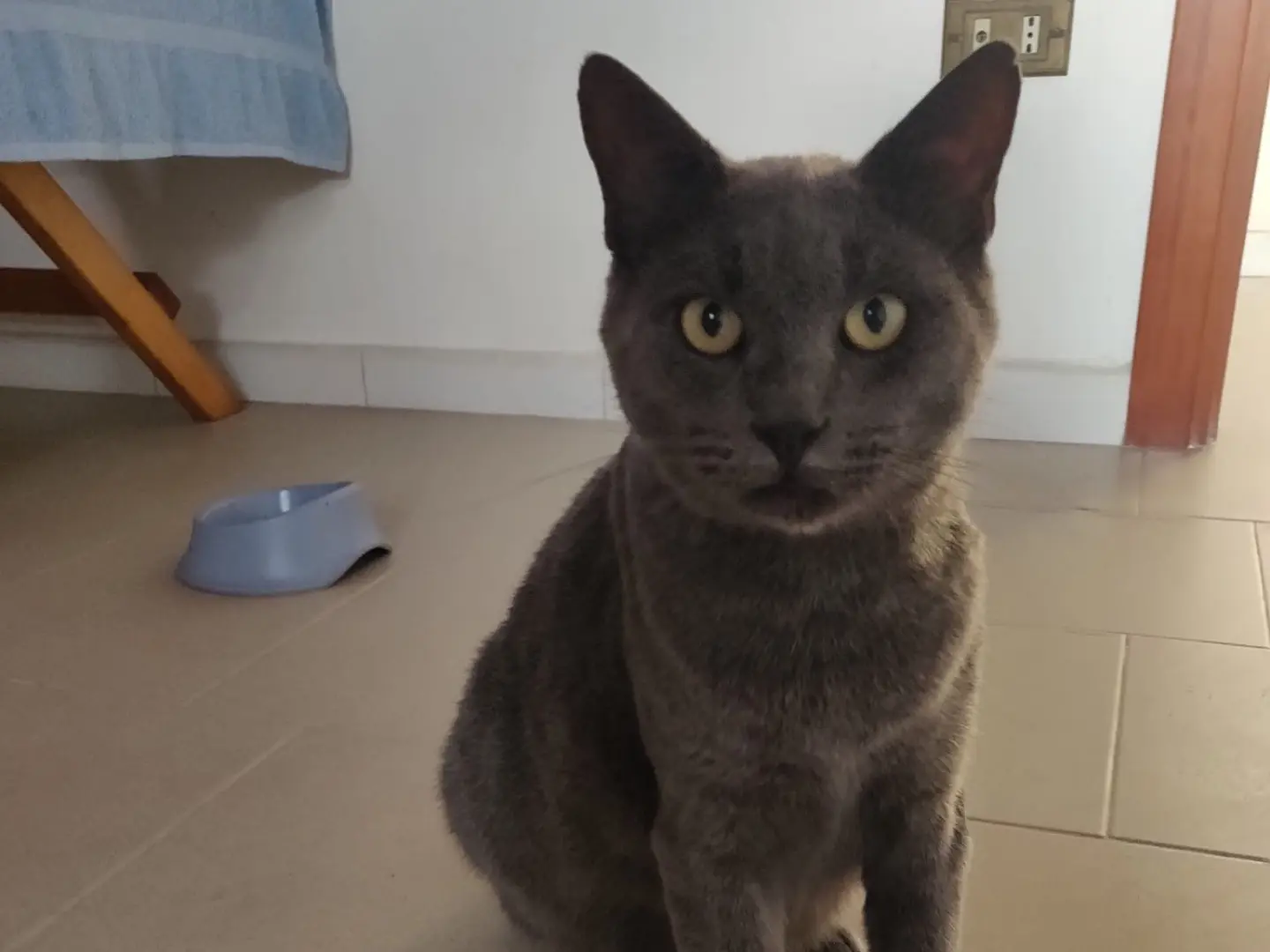 Adotta un gatto, maschio, 1 anno e 8 mesi, Crotone