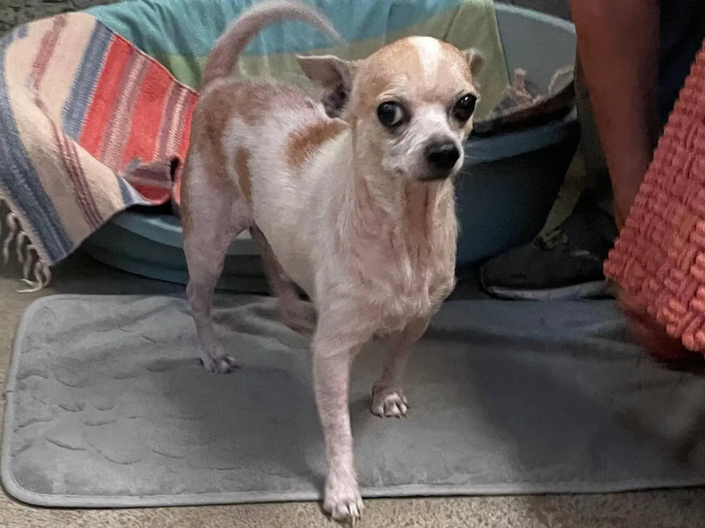 Adozione cane, maschio, Chihuahua Razza sconosciuta, 6 anni e 3 mesi, taglia piccola, Milano