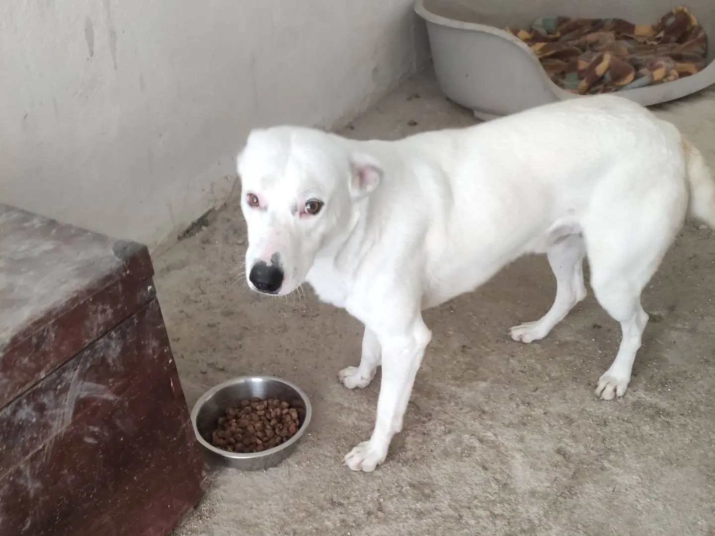Vuoi adottare un cane a Taranto?