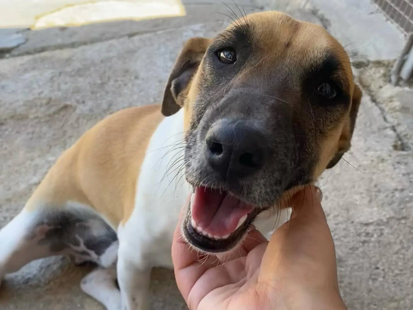Adozione cane, maschio, Jack Russell Terrier Razza sconosciuta, 5 anni e 5 mesi, taglia piccola, Latina