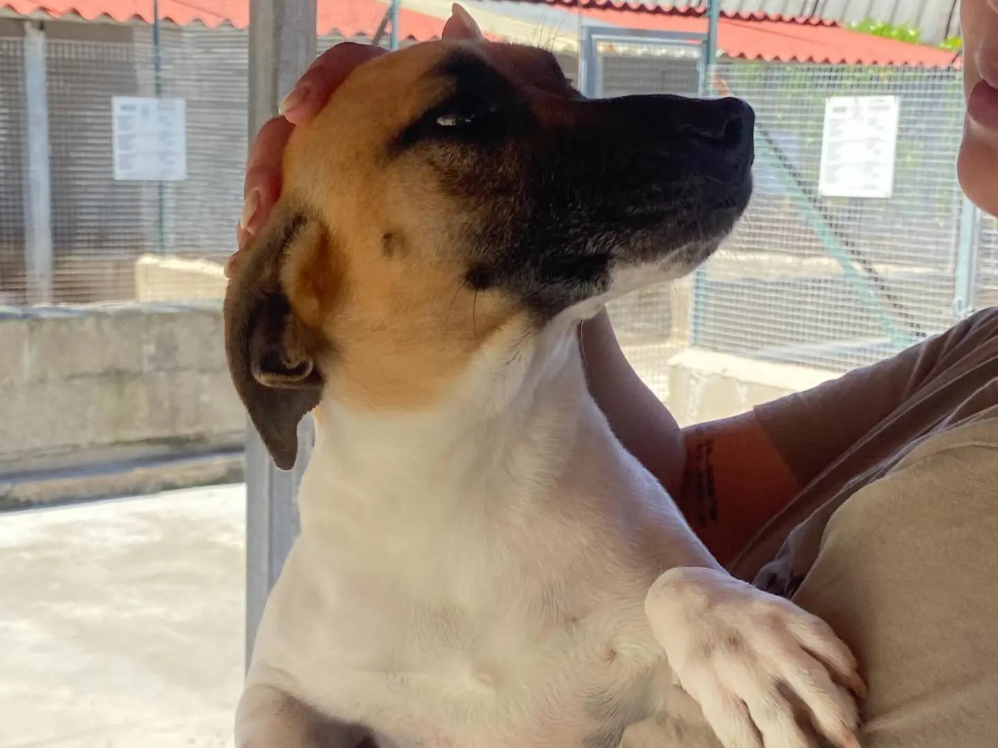 Adotta un cane, maschio, 5 anni e 5 mesi, Latina