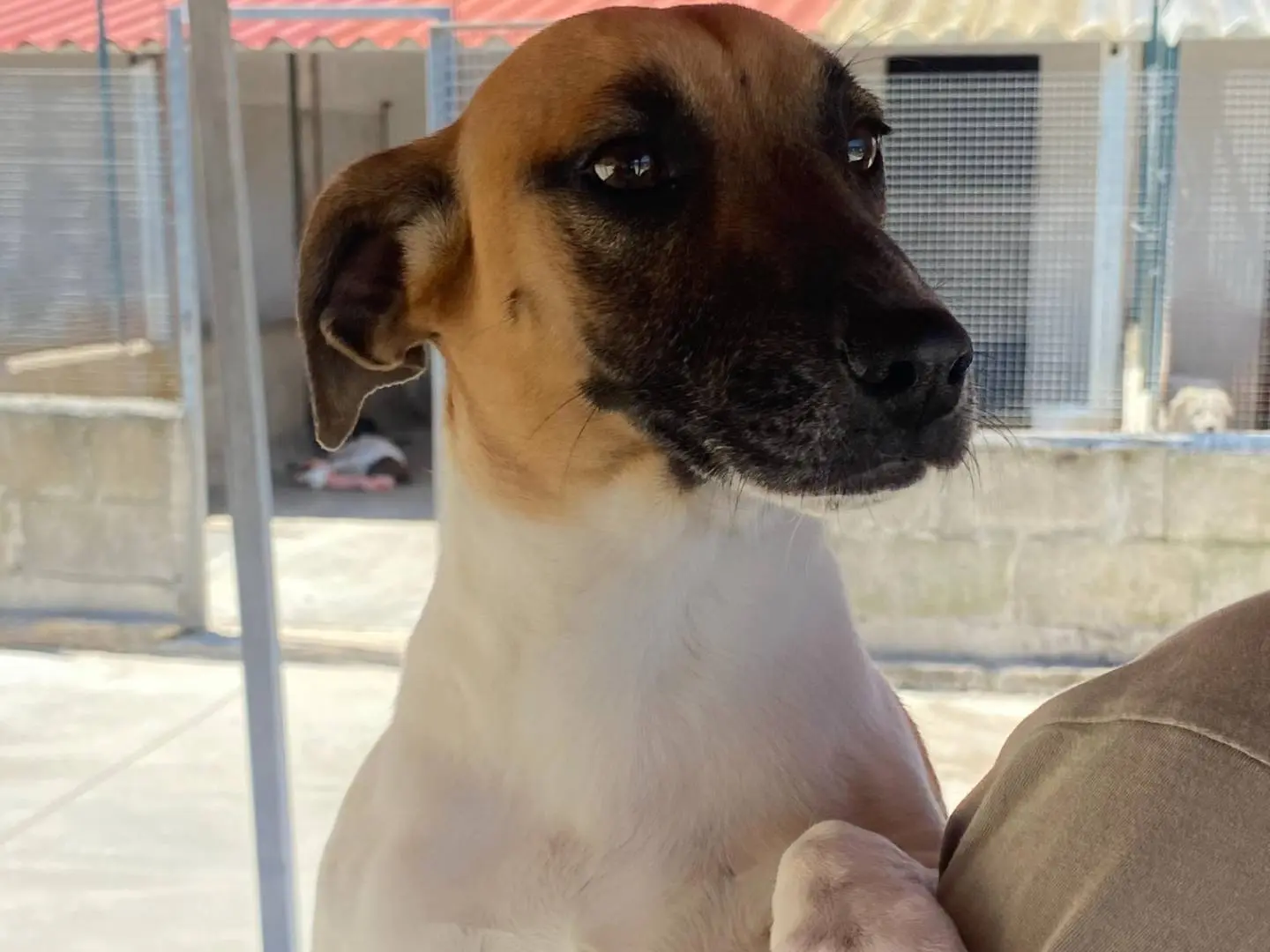 Adotta un cane, taglia piccola, maschio, Latina