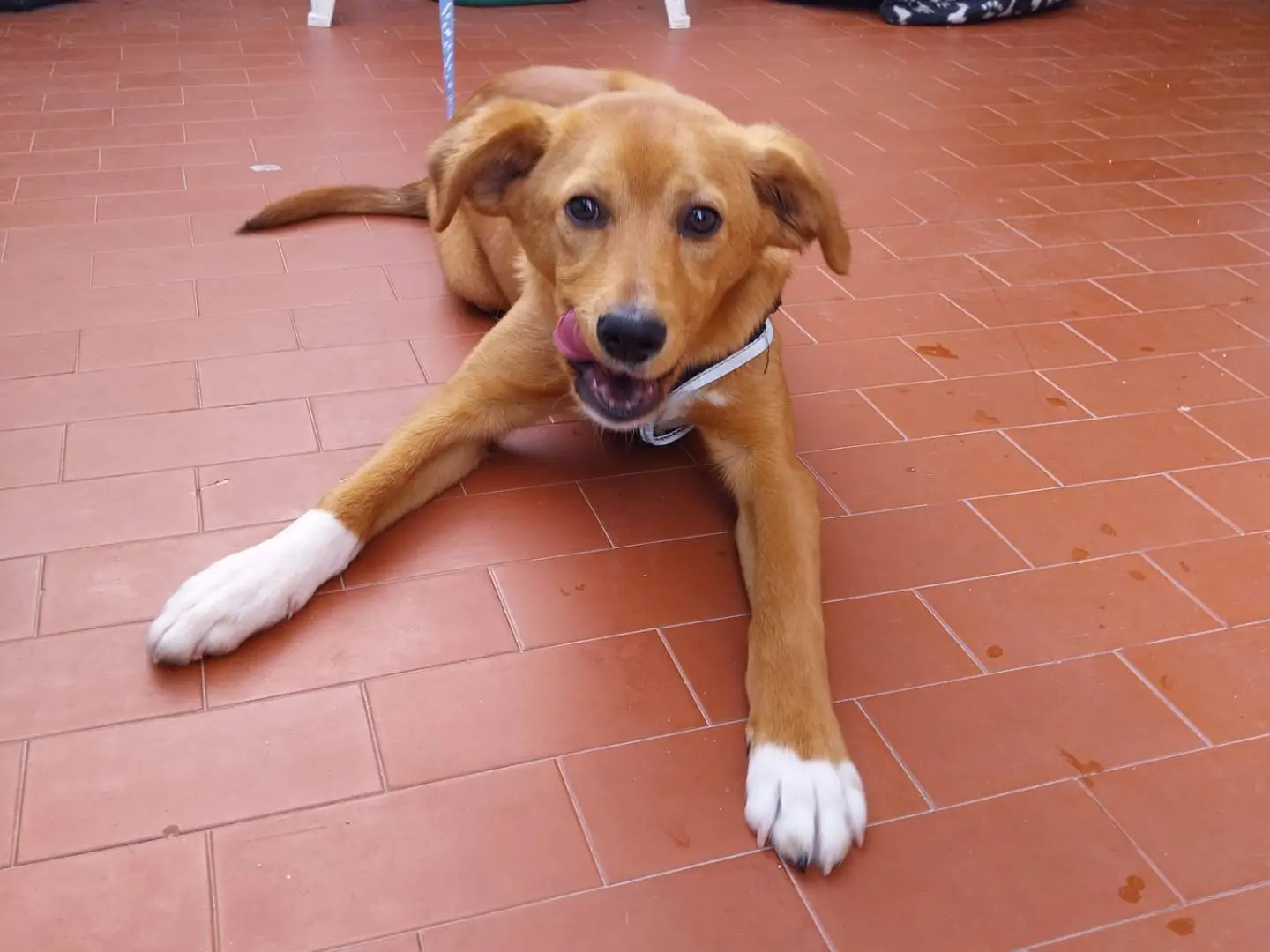 Adotta un cane, taglia media contenuta, maschio, Napoli
