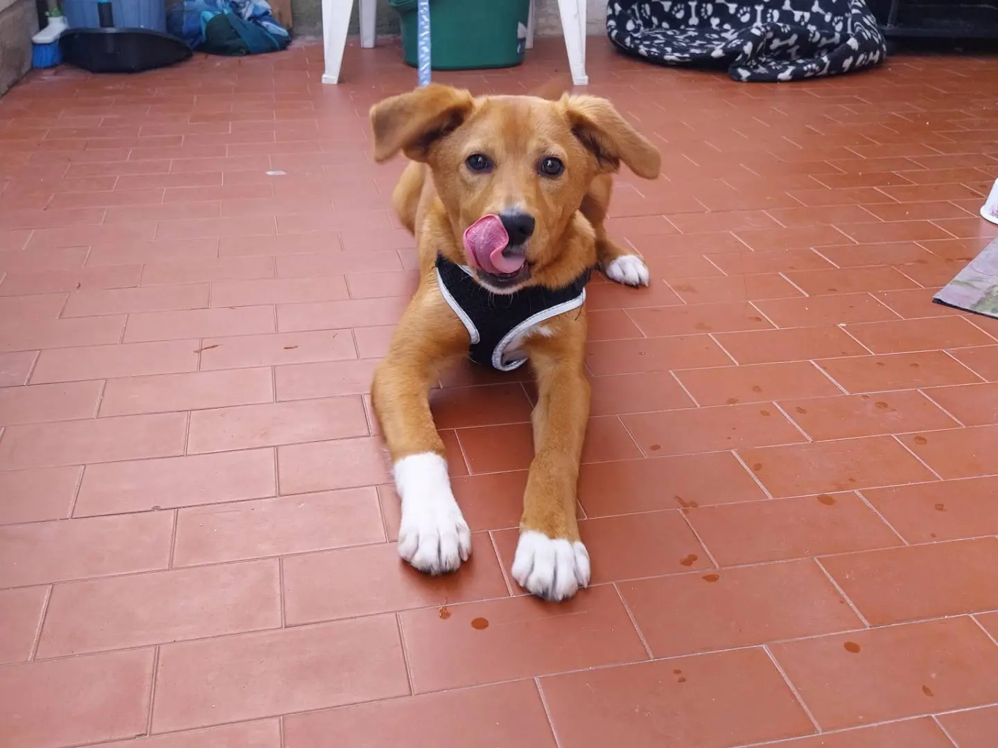 Adotta il cane RILEY a Napoli